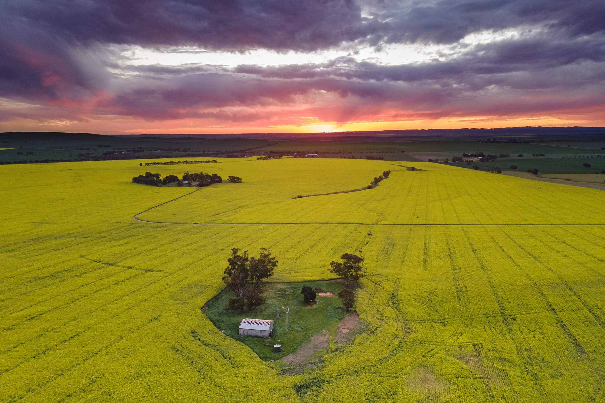 Canola Field Sunset Aerial View